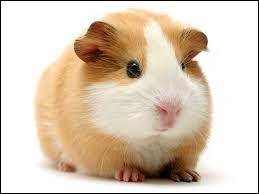 Quiz Animaux