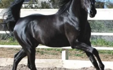 Quiz Galop 1