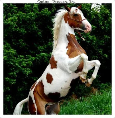 Comment s'appelle cette robe ?