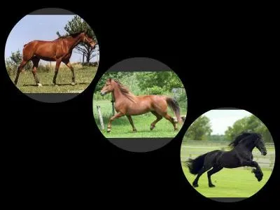 Quelles sont les 3 allures d'équitation ?