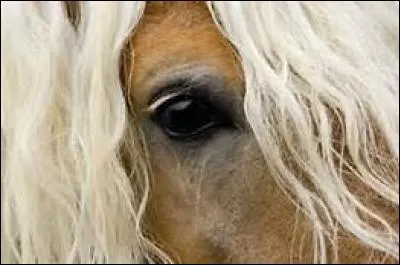 Quelle partie se trouve au-dessus de l'œil ?