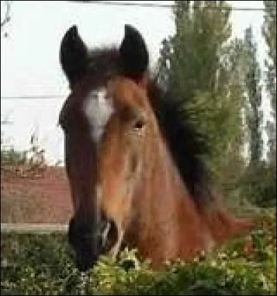 Quelle est la marque imaginaire ?