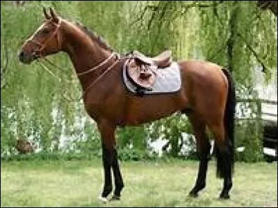 Quelles sont les parties à brosser après le travaill ?