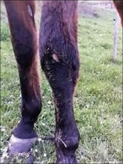 Quelle blessure n'est pas sur les membres ?