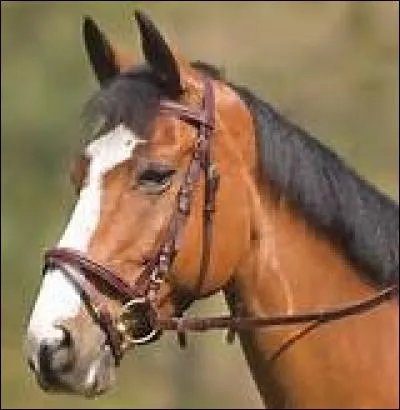 Quelle est la muserolle qui n'existe pas ?