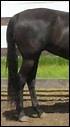 Quiz Galop 3