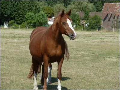 Quelle particularité les juments de Diomède avaient-elles ?