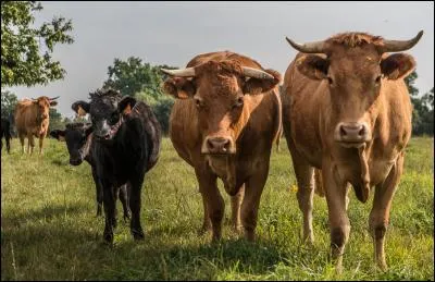 À qui Héraclès devait-il voler son troupeau de bufs ?
