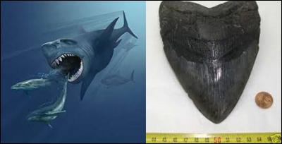 Quel est le nom de ce poisson ancêtre plus trapu et géant que notre requin blanc actuel (16 à 28 m de long pour un poids d'environ quinze tonnes), qui vécut approximativement entre 28 et 1, 5 millions d'années ? (Photo de cet animal et d'une de ses dents qui pouvaient mesurer jusqu'à 20, 3 cm).
