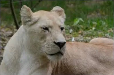 Qui est la maman des lionceaux ?