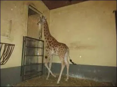 Comment s'appelle la girafe mâle qui vient d'arriver ?