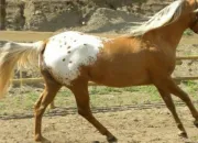 Quiz Chevaux