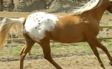 Quiz Chevaux