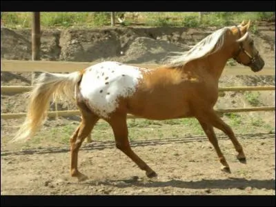 Quelle est la robe de ce cheval ?