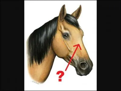 Quelle est cette partie du cheval ?