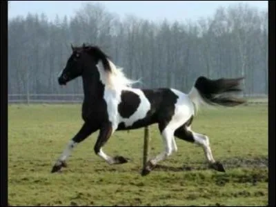 Quelle est cette robe ?