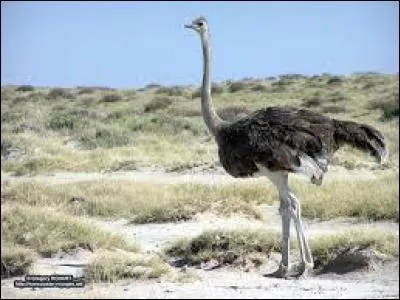 Que ne peut pas faire l'autruche ?