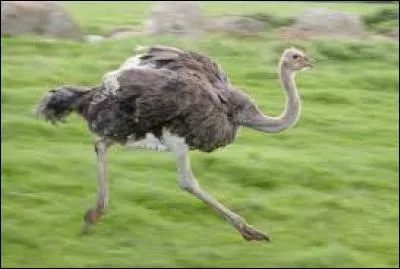 L'autruche est le ... plus grand oiseau de tous les temps.