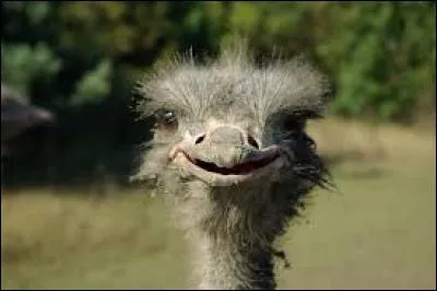 Qui a parlé de l'autruche en premier ?