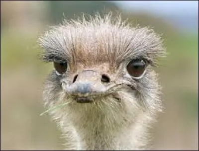 Où l'espèce "Struthio camelus syriacus" fut-elle mentionnée ?