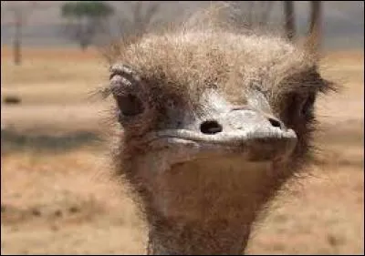 Comment surnomme-t-on la sous-espèce "Struthio molybdophanes" ?