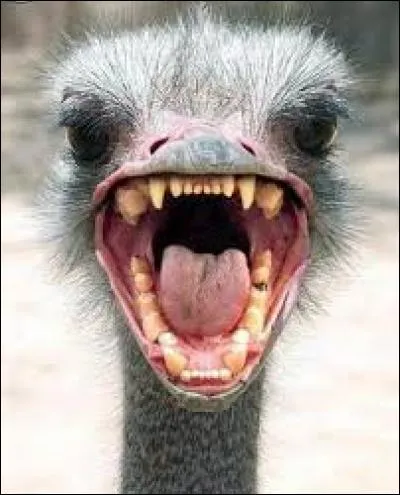 Quel sexe est souvent le plus grand ?