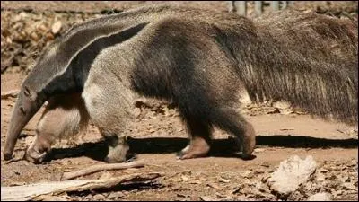 Moquette a de grandes connaissances sur les animaux. Quel est cet animal ?