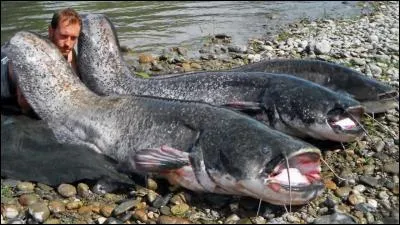 De quel groupe le silure fait-il partie ?