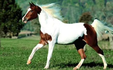 Quiz Galop 2