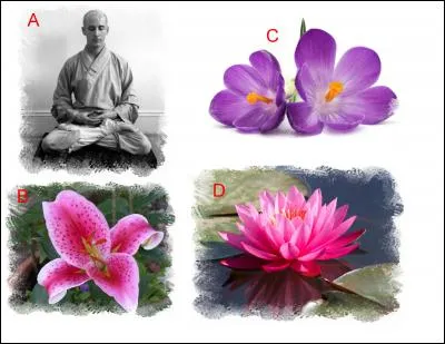 L'illustration nomm&eacute;e &laquo; A &raquo; est en lien &eacute;troit avec l'illustration repr&eacute;sent&eacute;e en : (Indice : F&egrave;ve d'Egypte)