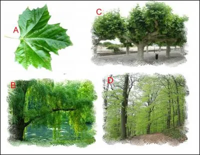 L'illustration nomm&eacute;e &laquo; A &raquo; est en lien &eacute;troit avec l'illustration repr&eacute;sent&eacute;e en : (Indice : Arbre d'Hippocrate)