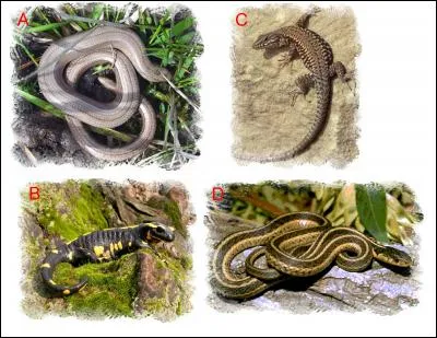 L'illustration nomm&eacute;e &laquo; A &raquo; est en lien &eacute;troit avec l'illustration repr&eacute;sent&eacute;e en : (Indice : Serpent de verre)