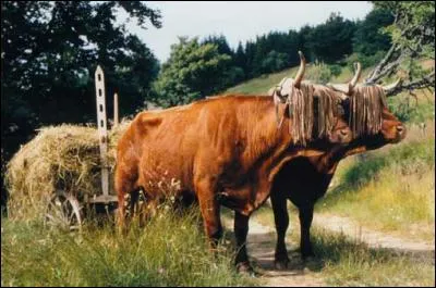 Le mot commence par Ver...