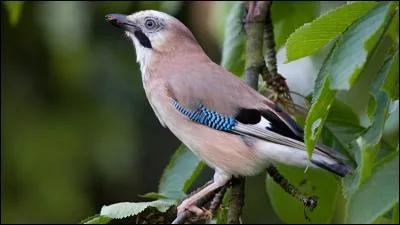 Le mot commence par Ver...