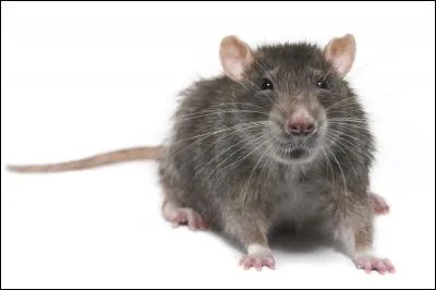 Le mot commence par Ver...