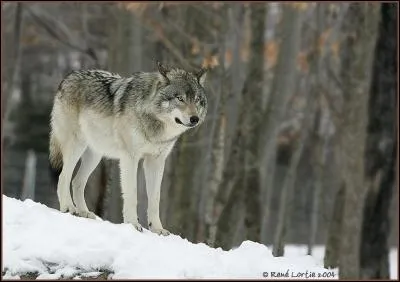 Combien de temps un loup peut-il se passer de manger ?