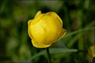 Quelle est cette fleur ?