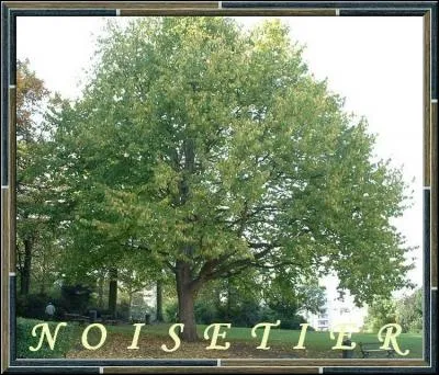 Lequel de ces arbres n'est pas un noisetier ?