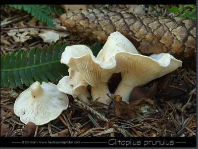 Quel est ce champignon comestible ?