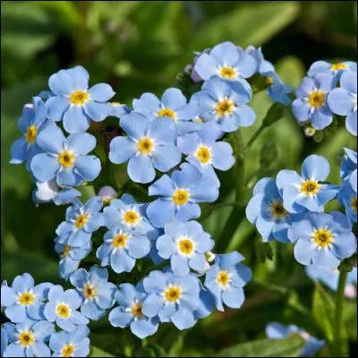 Quel est l'autre nom du myosotis ?