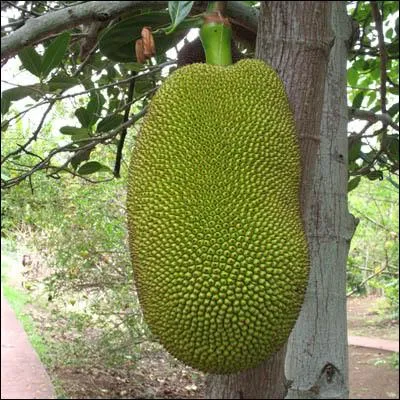 Quel est le nom de cet énorme fruit ?