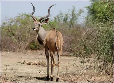 Le grand Koudou est :