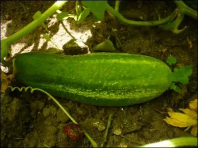 Quel est ce légume ?