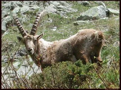 Combien de temps peut vivre un bouquetin en milieu naturel ?