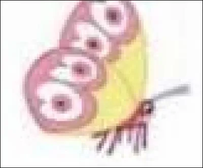 Comment s'appelle sa mascotte ?