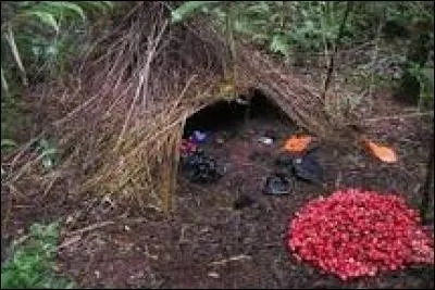 Quel oiseau construit un abri pour faire la cour à sa femelle ? (cf. image)