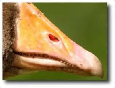 Lequel de ses oiseaux a le plus long bec ?