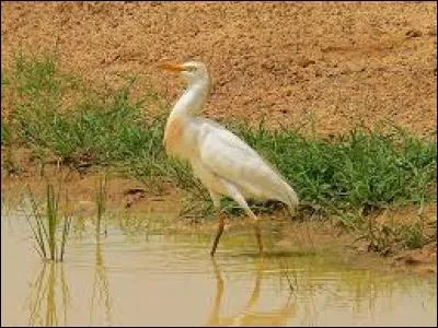 Le pique-buf et le buf vivent-ils en symbiose ?