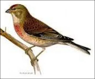 Quel oiseau est réputé pour n'avoir aucune mémoire ?