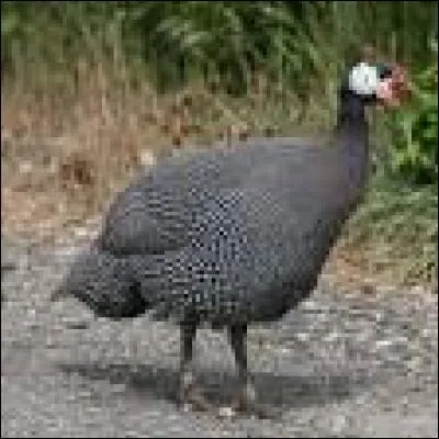 Lequel n'est pas un ganillacé ?